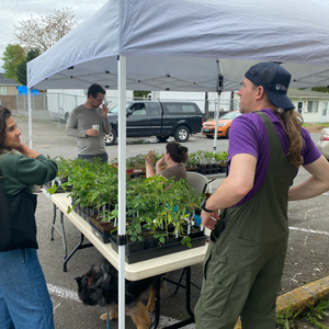 Plant Start Sale | An Emerging Ecology in the Neighborhood